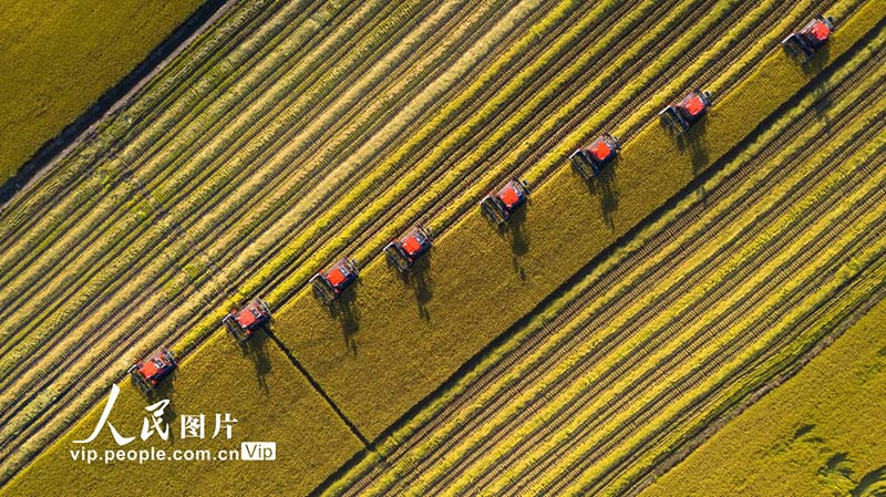 Eneo la Shamba kubwa la Beidahuang mkoani Heilongjiang: mpunga wa maji uliokomaa  wafungua msimu wa mavuno wa majira ya mpukutiko