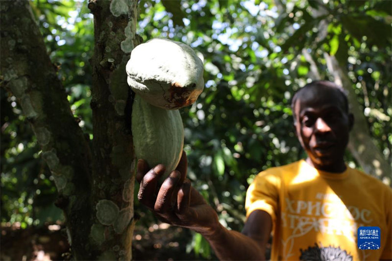 Ghana yakaribisha kipindi cha mavuno ya kakao