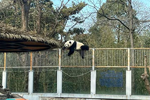 Panda mmoja ‘a(chǎn)toroka gerezani’ kwenye Bustani ya Wanyama ya Beijing 