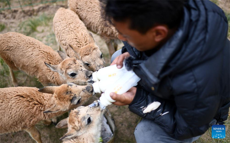 Habari Picha ya walinzi wa Hoh Xil, eneo la makazi muhimu kwa swala wa Tibet huko Qinghai wa China