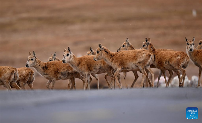 Habari Picha ya walinzi wa Hoh Xil, eneo la makazi muhimu kwa swala wa Tibet huko Qinghai wa China