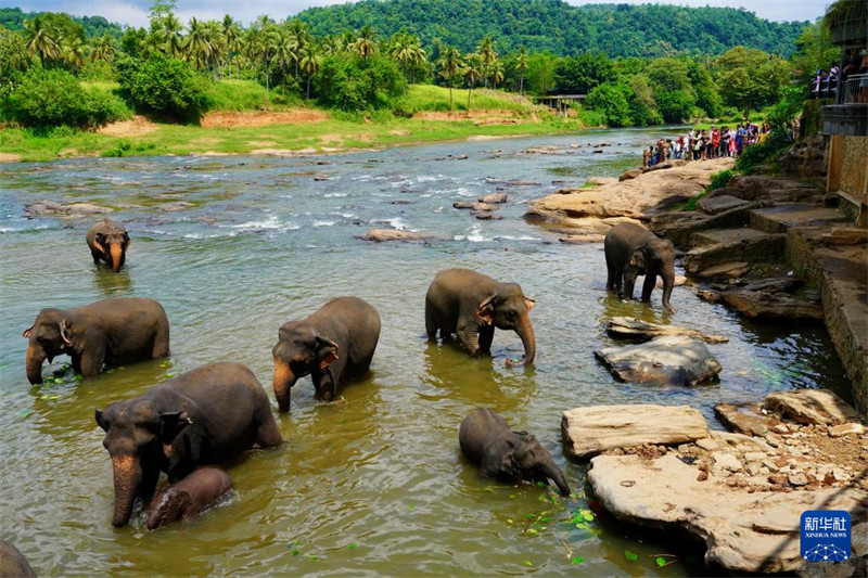 Watu Watembelea Kituo?cha Tembo?Yatima?cha Sri Lanka