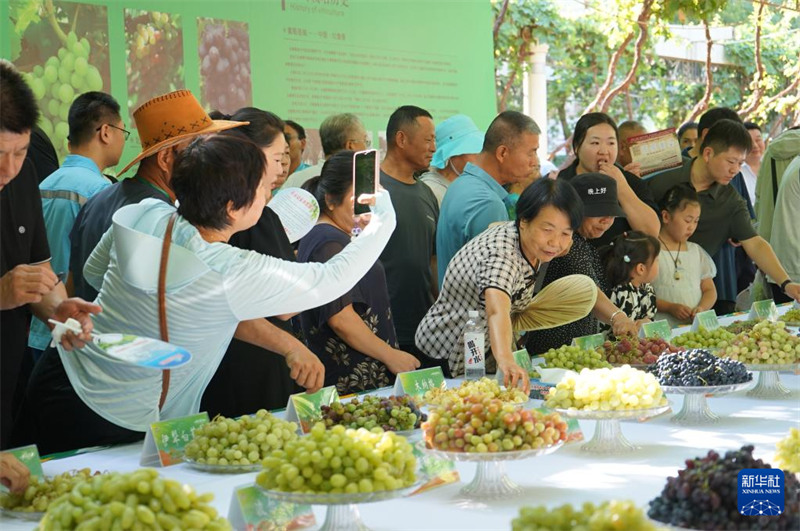 Zabibu Zavutia Wageni huko Turpan, Mkoa Unaojiendesha wa Xinjiang, China